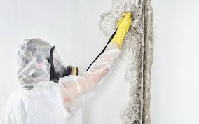 Reliable Ocean Acres, NJ Mold Remediation Solutions